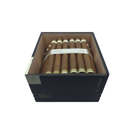Linea E No.01 Fenomeno
